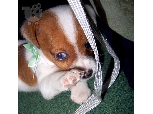Jack Russell